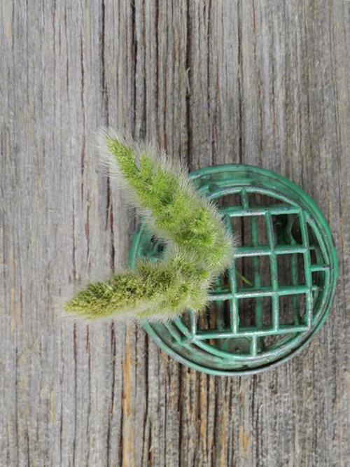 Bunny Tail Grass